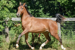 diamondcouer2