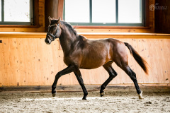 grandcoeur24
