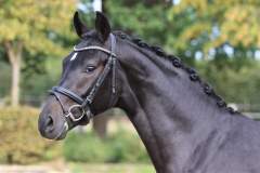sir-florian2